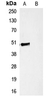 Hemagglutinin / HA Tag Antibody - Western blot analysis of Anti-HA-tag Antibody against HEK293T cells transfected with vector overexpressing HA tag (A) and untransfected (B).
