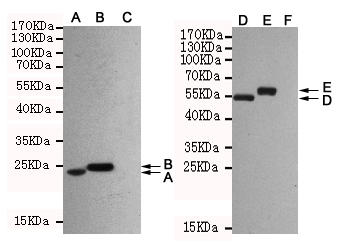 Hemagglutinin / HA Tag Antibody - Western blot analysis of extracts from CHO-K1 cells (C, F) or CHO-K1 cells transfected with different HA-fusion proteins (A, B, D, E), using HA-Tag mouse monoclonal antibody (1:1000 dilution).