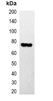 Hemagglutinin / HA Tag Antibody - Western blot analysis of over-expressed HA-tagged protein in 293T cell lysate.