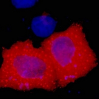 Hemagglutinin / HA Tag Antibody - Immunofluorescent analysis of HA-tag staining in 293T cells transfected with a HA-tag protein. Formalin-fixed cells were permeabilized with 0.1% Triton X-100 in TBS for 5-10 minutes and blocked with 3% BSA-PBS for 30 minutes at room temperature. Cells were probed with the primary antibody in 3% BSA-PBS and incubated overnight at 4 deg C in a humidified chamber. Cells were washed with PBST and incubated with a DyLight 594-conjugated secondary antibody (red) in PBS at room temperature in the dark. DAPI was used to stain the cell nuclei (blue).