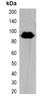 Hemagglutinin / HA Tag Antibody - Western blot analysis of over-expressed HA-tagged protein in 293T cell lysate.