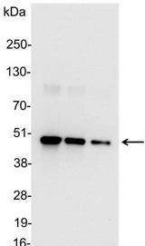 Hemagglutinin / HA Tag Antibody - Detection of HA-tagged fusion protein in 200, 100, and 50ng of E. coli cell lysate with HA HRP diluted 1:25,000.