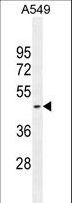 HEMK1 Antibody - HEMK1 Antibody western blot of A549 cell line lysates (35 ug/lane). The HEMK1 antibody detected the HEMK1 protein (arrow).