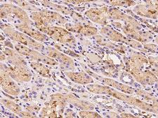 HEMK1 Antibody - Immunochemical staining of human HEMK1 in human kidney with rabbit polyclonal antibody at 1:200 dilution, formalin-fixed paraffin embedded sections.