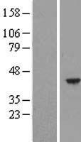 HEMK1 Protein - Western validation with an anti-DDK antibody * L: Control HEK293 lysate R: Over-expression lysate