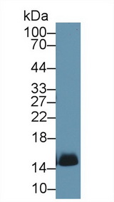 Hemoglobin Antibody