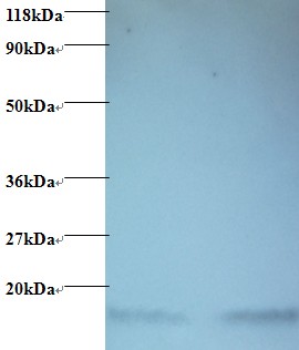 Hemoglobin Antibody - Western blot of Guinea Pig Hemoglobin antibody at 2 ug/ml + Guinea Pig serum. Lane 1: Guinea Pig serum at 1:100. Lane 2: Guinea Pig serum at 1:1000. Secondary: Goat polyclonal to Rabbit IgG at 1:15000 dilution. Predicted band size: 16 kDa. Observed band size: 16 kDa.  This image was taken for the unconjugated form of this product. Other forms have not been tested.
