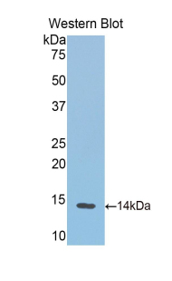 Hemoglobin Antibody - Western blot of recombinant Hemoglobin. This image was taken for the unconjugated form of this product. Other forms have not been tested.
