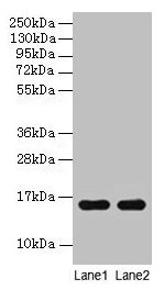 Hemoglobin Antibody - Western blot All lanes: Guinea Pig Hemoglobin antibody at 2µg/ml + Guinea Pig serum Lane 1: Guinea Pig serum at 1: 100 Lane 2: Guinea Pig serum at 1: 1000 Secondary Goat polyclonal to rabbit IgG at 1/15000 dilution Predicted band size: 16 kDa Observed band size: 16 kDa