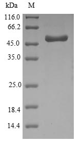 ompA Protein - (Tris-Glycine gel) Discontinuous SDS-PAGE (reduced) with 5% enrichment gel and 15% separation gel.