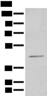 HENMT1 Antibody - Western blot analysis of HEPG2 cell lysate  using HENMT1 Polyclonal Antibody at dilution of 1:500