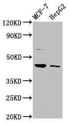 HEPACAM Antibody - Positive Western Blot detected in MCF-7 whole cell lysate, HepG2 whole cell lysate. All lanes: HEPACAM antibody at 3.2 µg/ml Secondary Goat polyclonal to rabbit IgG at 1/50000 dilution. Predicted band size: 47, 41 KDa. Observed band size: 47 KDa