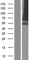 HEPACAM2 Protein - Western validation with an anti-DDK antibody * L: Control HEK293 lysate R: Over-expression lysate