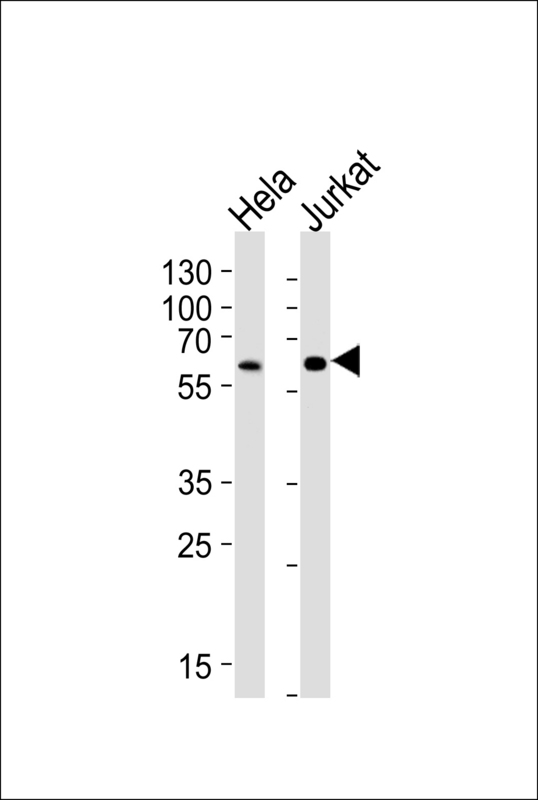 Heparanase 2 / HPSE2 Antibody - Western blot of lysates from HeLa, Jurkat cell line (from left to right), using HPSE2 Antibody. Antibody was diluted at 1:1000 at each lane. A goat anti-rabbit IgG H&L (HRP) at 1:5000 dilution was used as the secondary antibody. Lysates at 35ug per lane.