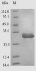 PDHX / Protein X / ProX Protein - (Tris-Glycine gel) Discontinuous SDS-PAGE (reduced) with 5% enrichment gel and 15% separation gel.