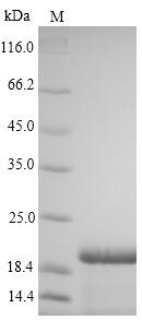 SARS-CoV Spike Glycoprotein Protein - (Tris-Glycine gel) Discontinuous SDS-PAGE (reduced) with 5% enrichment gel and 15% separation gel.