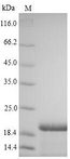 SARS-CoV Spike Glycoprotein Protein - (Tris-Glycine gel) Discontinuous SDS-PAGE (reduced) with 5% enrichment gel and 15% separation gel.