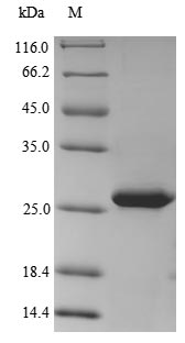 p24 Protein - (Tris-Glycine gel) Discontinuous SDS-PAGE (reduced) with 5% enrichment gel and 15% separation gel.