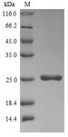 p24 Protein - (Tris-Glycine gel) Discontinuous SDS-PAGE (reduced) with 5% enrichment gel and 15% separation gel.