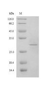 Capsid Protein VP1 Protein - (Tris-Glycine gel) Discontinuous SDS-PAGE (reduced) with 5% enrichment gel and 15% separation gel.