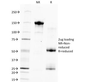 Hepatocyte Specific Antigen Antibody - SDS-PAGE Analysis of Purified, BSA-Free Hepatocyte Specific Antigen Antibody (clone HSA133). Confirmation of Integrity and Purity of the Antibody.