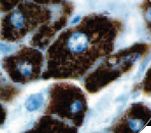 Hepatocyte Specific Antigen Antibody - IHC of Hepatocyte Specific Antigen on FFPE Liver tissue. This image was taken for the unmodified form of this product. Other forms have not been tested.