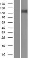 HEPH / Hephaestin Protein - Western validation with an anti-DDK antibody * L: Control HEK293 lysate R: Over-expression lysate