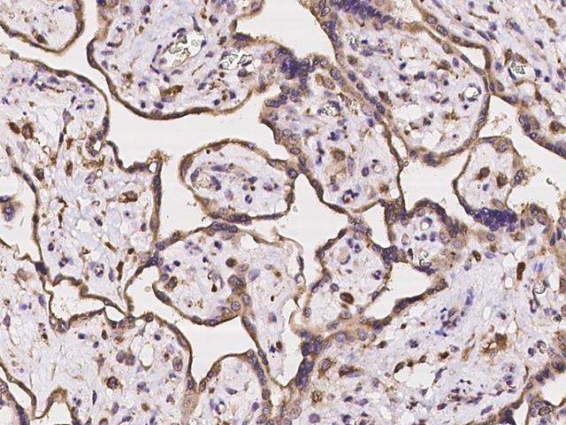 HERC2 Antibody - Immunochemical staining of human HERC2 in human placenta with rabbit polyclonal antibody at 1:300 dilution, formalin-fixed paraffin embedded sections.