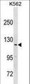 HERC3 Antibody - HERC3 Antibody western blot of K562 cell line lysates (35 ug/lane). The HERC3 antibody detected the HERC3 protein (arrow).