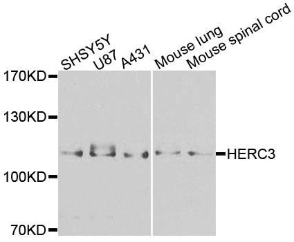 HERC3 Antibody - Western blot blot of extracts of various cells, using HERC3 antibody.