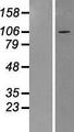 HERC3 Protein - Western validation with an anti-DDK antibody * L: Control HEK293 lysate R: Over-expression lysate