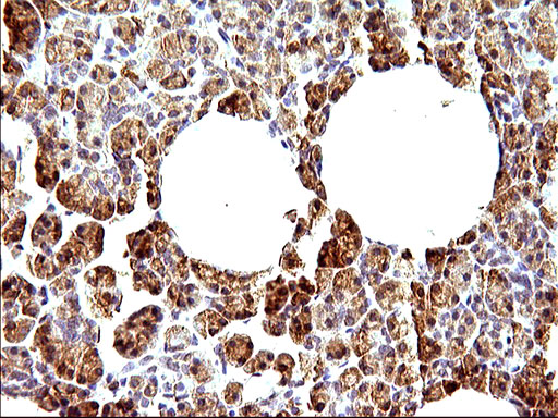 HERPUD1 / HERP Antibody - IHC of paraffin-embedded Human pancreas tissue using anti-HERPUD1 mouse monoclonal antibody. (Heat-induced epitope retrieval by 1 mM EDTA in 10mM Tris, pH8.5, 120°C for 3min).