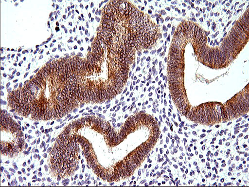HERPUD1 / HERP Antibody - IHC of paraffin-embedded Human endometrium tissue using anti-HERPUD1 mouse monoclonal antibody. (Heat-induced epitope retrieval by 1 mM EDTA in 10mM Tris, pH8.5, 120°C for 3min).