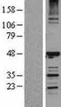 HERPUD1 / HERP Protein - Western validation with an anti-DDK antibody * L: Control HEK293 lysate R: Over-expression lysate
