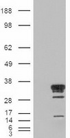 HES1 / HES-1 Antibody - HEK293T cells were transfected with the pCMV6-ENTRY control (Left lane) or pCMV6-ENTRY HES1 (Right lane) cDNA for 48 hrs and lysed. Equivalent amounts of cell lysates (5 ug per lane) were separated by SDS-PAGE and immunoblotted with anti-HES1.