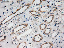HES1 / HES-1 Antibody - Immunohistochemical staining of paraffin-embedded kidney using anti-HES1 mouse monoclonal antibody.