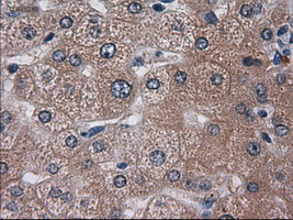 HES1 / HES-1 Antibody - Immunohistochemical staining of paraffin-embedded liver using anti-HES1 mouse monoclonal antibody.