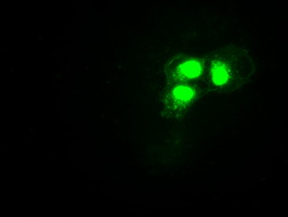 HES1 / HES-1 Antibody - Anti-HES1 mouse monoclonal antibody  immunofluorescent staining of COS7 cells transiently transfected by pCMV6-ENTRY HES1.