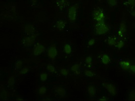 HES1 / HES-1 Antibody - Immunofluorescent staining of HeLa cells using anti-HES1 mouse monoclonal antibody.