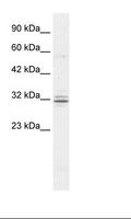 HES1 / HES-1 Antibody - Raji Cell Lysate.  This image was taken for the unconjugated form of this product. Other forms have not been tested.