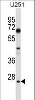 HES1 / HES-1 Antibody - HES1 Antibody western blot of U251 cell line lysates (35 ug/lane). The HES1 antibody detected the HES1 protein (arrow).