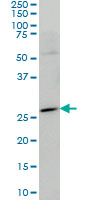 HES1 / HES-1 Antibody - HES1 monoclonal antibody (M01), clone 4D9 Western Blot analysis of HES1 expression in THP-1.