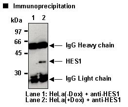 HES1 / HES-1 Antibody