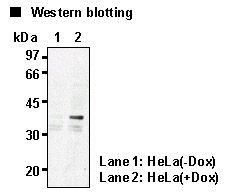 HES1 / HES-1 Antibody
