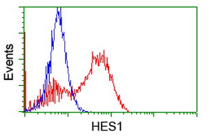 HES1 / HES-1 Antibody - HEK293T cells transfected with either overexpress plasmid (Red) or empty vector control plasmid (Blue) were immunostained by anti-HES1 antibody, and then analyzed by flow cytometry.