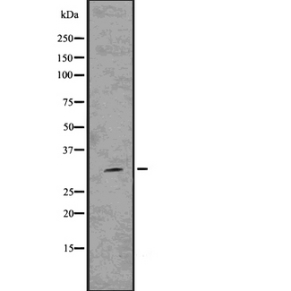 HES1 / HES-1 Antibody - Western blot analysis of Hes1 using 293 whole cells lysates