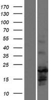 HES3 Protein - Western validation with an anti-DDK antibody * L: Control HEK293 lysate R: Over-expression lysate