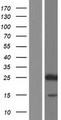 HES4 Protein - Western validation with an anti-DDK antibody * L: Control HEK293 lysate R: Over-expression lysate