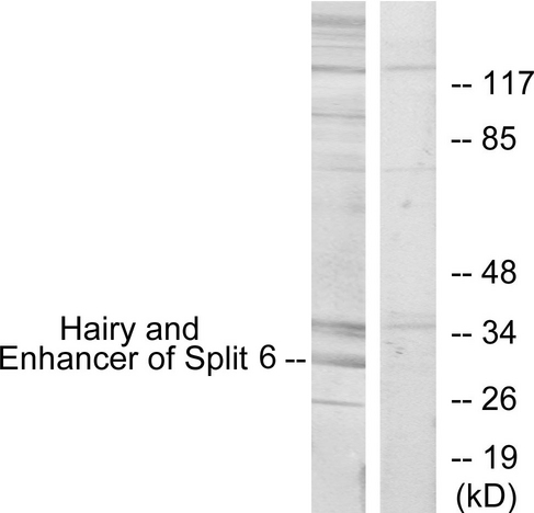 HES6 Antibody - Western blot analysis of lysates from HeLa cells, using HES6 Antibody. The lane on the right is blocked with the synthesized peptide.