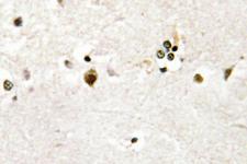 HES6 Antibody - IHC of HES-6 (A6)pAb in paraffin-embedded human brain tissue.